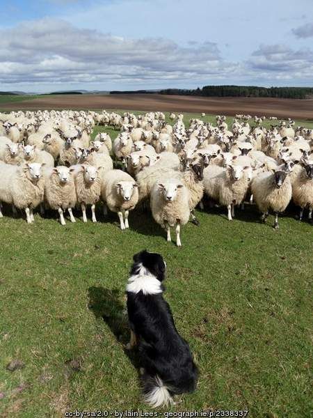 A border collie sits in front of a herd of sheep staring at the dog. Border Collie And Sheep, Sheep Dog Aesthetic, Sheep Dogs Breeds, Border Collie Herding Sheep, Dog Herding Sheep, Sheep Herding Dogs, Border Collie Herding, Sheep Herding, Herd Of Sheep