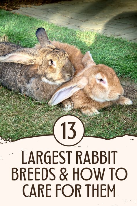 Giant Flemish Rabbit Cage, Flemish Giant Enclosure, Flemish Giant Rabbit Cage Indoor, Continental Giant Rabbit, Giant Flemish Rabbit, Giant Rabbit Breeds, Silver Fox Rabbit, Bunny Breeds, Rabbit Cages Outdoor