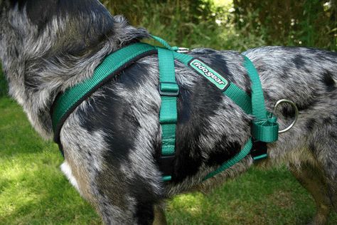 Dog Cart Harness Dog Pulling Harness, Dog Cart, Dog Equipment, Service Dogs Gear, Dog Harnesses, Dog Care Tips, Dog Gear, Dog Costumes, Popular Dog