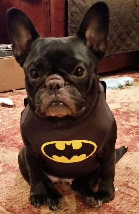 Oh look.  Someone snuck a picture of Batman's dog.   Pretty special Batman. Batman Dog, Batman Costume, I Am Batman, Funny Animal Photos, Cat Family, Animal Photos, Animal Photo, Funny Animal, Wild Cats