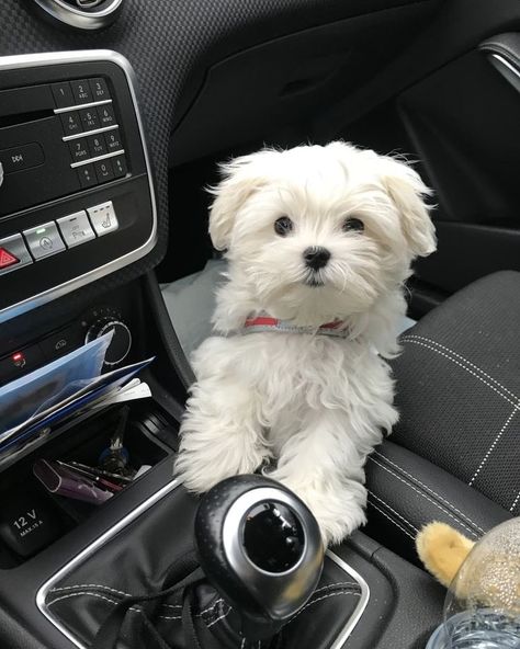 White Maltese Puppy, Bichon Maltese, Puppy Maltese, Shitzu Dogs, Morkie Puppies, Puppy Mom, Teacup Maltese, Dog Haircuts, Super Cute Puppies