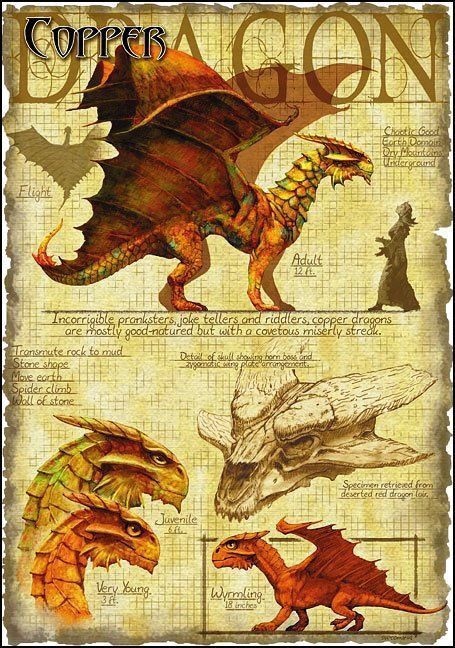 Dragon Types, Metallic Dragon, Dragon Anatomy, Pathfinder 2e, Types Of Dragons, Art Geek, Bronze Dragon, Copper Dragon, Learning To Draw