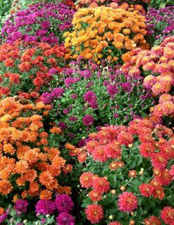 Colorful chrysanthemums Flower Perspective, Celestial Cowgirl, Dream Landscaping, Fall Patio, Garden Mum, Fall Planting, Fall Mums, Wildflower Garden, Love Garden