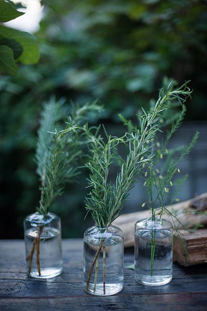 very simple rosemary centerpiece Rosemary Centerpiece Wedding, Fresh Herb Centerpieces Wedding, Rosemary Table Decoration, Herbs As Centerpieces, Rosemary Table Setting, Rosemary Floral Arrangement, Fresh Herb Centerpieces, Herbs Centerpiece Wedding, Spider Plant Centerpiece Wedding