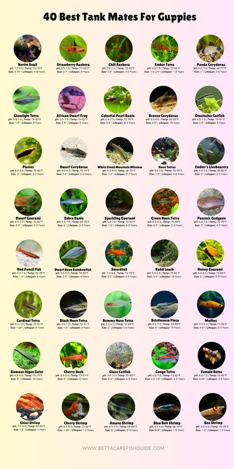 Check out over 40 of the best tank mates for your guppies! Guppy Tank Mates, Guppies Fish Tank, Guppies Fish Tank Ideas, Guppy Fish Tank Ideas, Guppy Tank Ideas, Guppy Tank, Betta Fish Tank Mates, Freshwater Fish Tank, Fish Facts