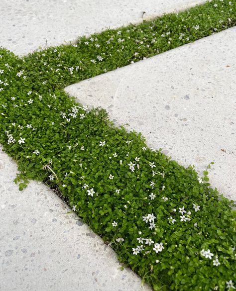 The White Star Creeper is a perfect juxtaposition to the crisp white concrete by @ablestonemetromix. Its soft white flower is a dainty bonus of this wonderful groundcover. ⁠ ⁠ ✍️ @breanagraham_landscapes ⁠ 🌿 @planttiles⁠ 🔨 @robertplum.fix ⁠ Concrete by @ablestonemetromix ⁠ #drivewaydesign #concretsteppers #steppingstones #landscapedesign #landscapearchitecture #landscapearchitect #landscapingsydney #gardendesign #inmygarden #horticulutre #plantingdesign White Crushed Stone Landscaping, Landscape Stepping Stones, Concrete Front Steps, Small Back Gardens, Concrete Path, Stone Landscaping, Garden Screening, Garden Steps, Coastal Gardens