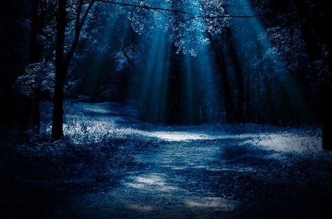 moonlight through the trees in a forest 숲 사진, Owl Species, Prey Animals, Night Forest, Blue Forest, Anime Backgrounds, Dark Forest, Ravenclaw, Anime Background