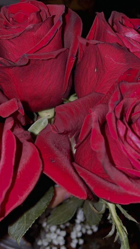 Red Rose Pic, Flower Bouquet Snapchat Story, Red Rose Pictures, Rose Pic, Rose Flower Photos, Love Rose Flower, Red Roses Wallpaper, Red Rose Bouquet, Flowery Wallpaper