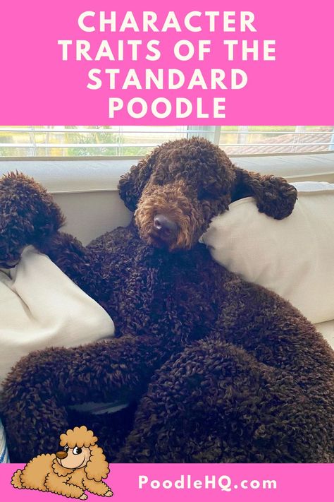 Poodle Clean Face, Parti Poodle Standard, Poodle Sizes, Brindle Poodle, Poodles Haircut Styles, Standard Poodle Grooming Styles, Standard Poodle Haircut Styles Winter, Male Standard Poodle Haircut Styles, Chocolate Poodle Standard