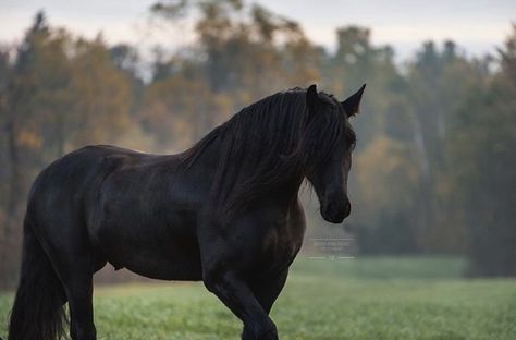 Black Stallion Horse Wild Mustangs, Black Stallion Horse, Black Arabian Horse, Mare Horse, Black Mustang, Friesian Horses, Pony Breeds, Wild Animals Photos, Equestrian Aesthetic