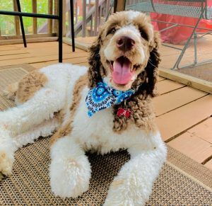 Springer Spaniel Poodle Cross, Springer Doodle, Sproodle Puppies, Layered Coats, Best Puppy Food, Doodle Dogs, Ideal Family, Hybrid Dogs, Purebred Dogs