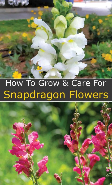 Snapdragon Flowers, Growing Cut Flowers, Herbs Plants, Dragon Garden, Hardiness Zones, Cut Flower Garden, Wildflower Garden, Flower Care, Fragrant Flowers