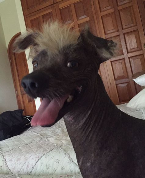 This is Paco. My Peruvian Inca Orchid :) Peruvian Inca Orchid Dog, Peruvian Inca Orchid, Peruvian Dog, Sauce Branding, Hairless Dogs, Peruvian Hairless Dog, All Breeds Of Dogs, Hairless Dog, Chinese Crested Dog