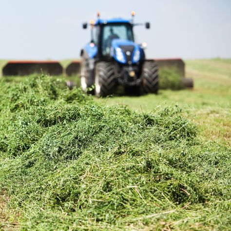 The reason alfalfa gets a bad rap for making horses “hot” is because alfalfa is higher in digestible energy and lower in acid detergent fiber (ADF) and neutral detergent fiber (NDF) than grass hay. But what is the truth? Horse Nutrition, Deck Shade, Grass Hay, Equine Nutrition, Horse Supplements, Eventing Horses, Horse Health, Health Management, High Fat Diet