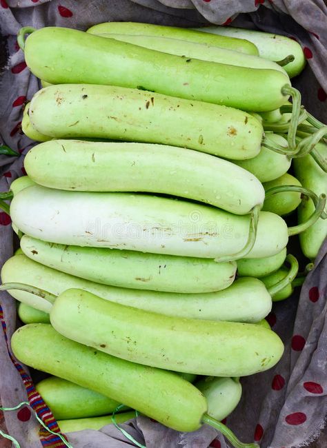 Indian vegetable-bottle gourd stock photos Gourd Drawing, Drawing In Water, Opo Squash, Food Forest Garden, Healthy Vitamins, Vegetables Photography, Bottle Gourd, Food Forest, Beautiful Fruits