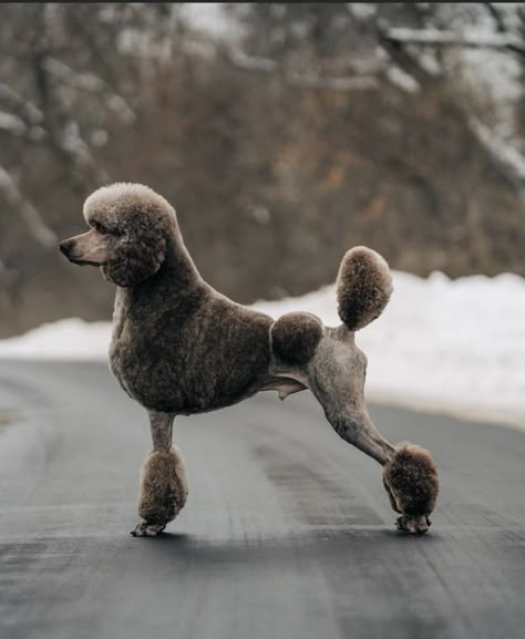 Cafe Au Lait Standard Poodle, Fun Poodle Haircut Styles, Toy Poodle Haircut Styles, Labradoodle Haircuts, Poodle Photography, Poodle Styles, Poodle Hairstyles, Poodle Colors, Aesthetic Cute Wallpaper