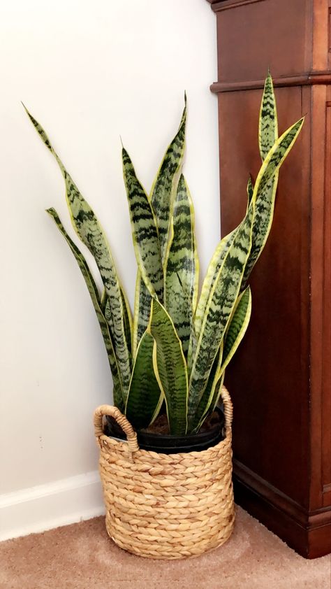 Snake Plant Stand, Faux Snake Plant, Bedroom Snake Plant, Snake Plant Pot Ideas, Snake Plant Aesthetic, Indoor Plants For Bedroom, Plants For Bedroom, Snake Plant Decor, Snake Plant Indoor