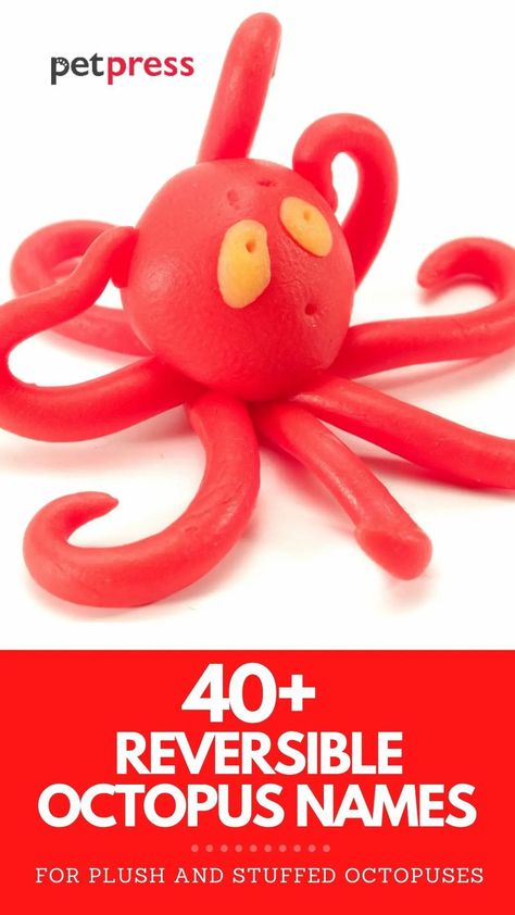 Do you have a stuffed or plush octopus toy? Check this list of 40+ reversible octopus names to inspire you when naming your stuffed toy! Octopus Names, Stuffed Animal Names, Stuffed Octopus, Reversible Octopus, Octopus Toy, Cute Octopus, Cute Stuffed Animals, Stuffed Toy, Exotic Pets