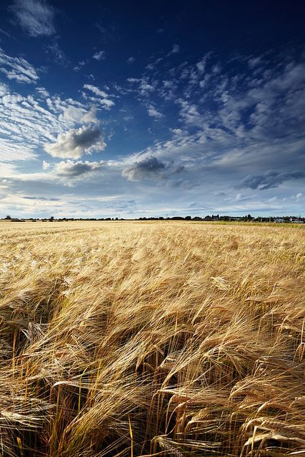 Barley Field, Fruit Crates, Corn Fields, Fields Of Gold, Wheat Field, Field Of Dreams, Fantasy Places, Rural Life, Country Farm