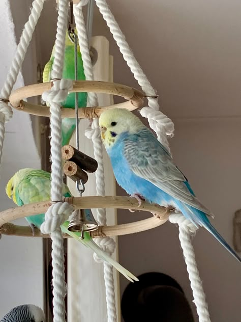 Birds Room Ideas, Diy Parakeet Toys Homemade, Cockatiel Toys Homemade, Bird Toy Diy, Diy Bird Toys Parakeets, Diy Bird Perch, Budgie Cage Ideas, Parrot Toys Diy, Diy Budgie Toys