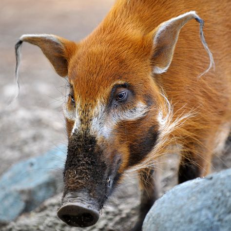 red river hog | I love this photo of the red river hog. They… | Flickr Red River Hog, Interesting Animals, Unusual Animals, Rare Animals, Wild Boar, Pretty Animals, Red River, Weird Animals, Unique Animals