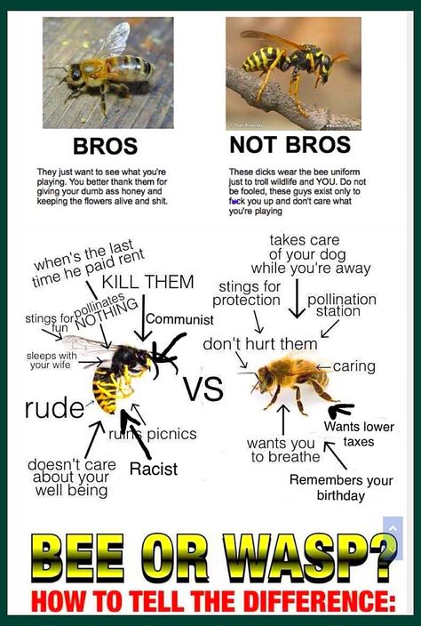 Bee Vs Wasp, Wasp Oc, Types Of Bees, Amazing Animal Pictures, Bees And Wasps, Cool Bugs, Arthropods, Some Funny Jokes, I Have No Friends