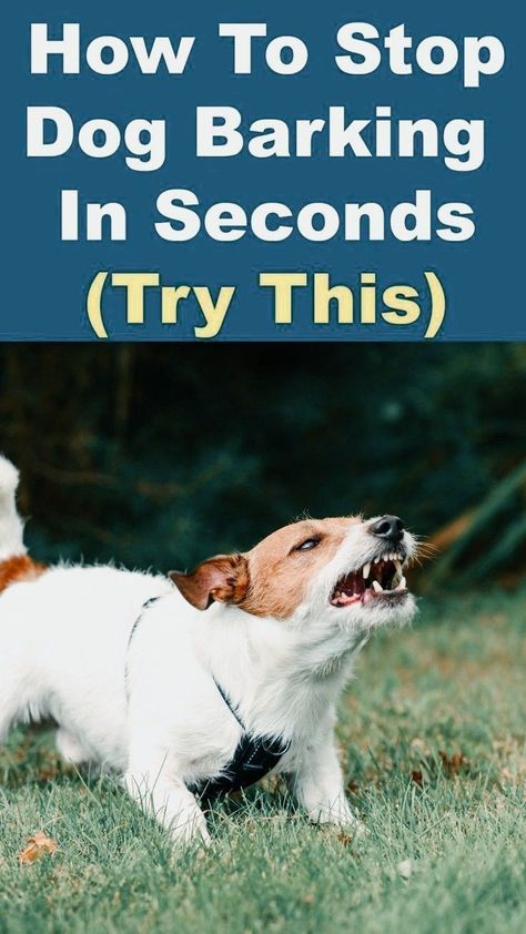 how to train your dog Dog Training Hand Signals, Dog Coughing, Stop Dog Barking, Service Dog Training, Dog Behavior Problems, Dog Enrichment, Dog Training Advice, Dog Brain, Puppy Training Tips