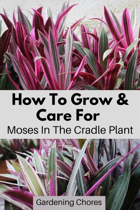 Moses In The Cradle Plant: How To Care For Tradescantia Spathacea Moses In The Cradle Plant, Indoor Plant Room, Small Green House, Moses In The Cradle, Oyster Plant, Succulent Garden Diy, Plant Room, Succulents In Containers, The Cradle