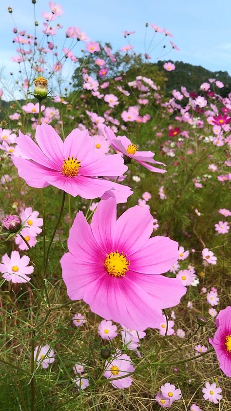 Pink Wild Flowers, Pictures Of Spring Flowers, Flowers In Nature, Prettiest Flowers, Pictures Of Flowers, Beautiful Spring Flowers, Best Flower Pictures, Rose Flower Pictures, Beautiful Flowers Images