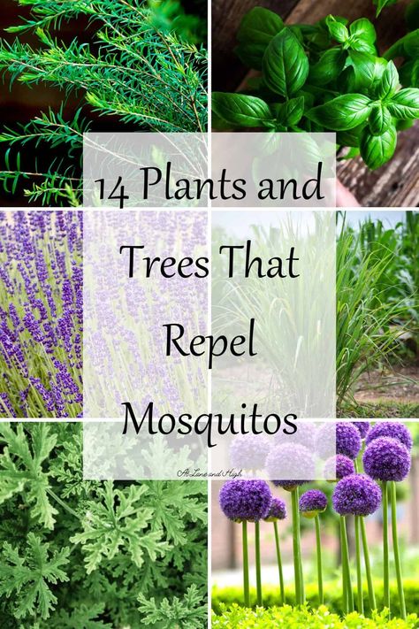 Natural Mosquito Repellent Plants, Insect Repellent Plants, Houseplant Trellis, Repel Mosquitos, Diy Mosquito Repellent, Designing A Garden, Best Mosquito Repellent, Plants That Repel Bugs, Garden From Scratch