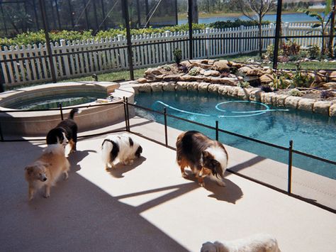 Pet Pool Safety Fence Mesh Pool Fence, Diy Pool Fence, Fence Around Pool, Diy Dog Fence, Arizona Pools, Pool Safety Fence, Swimming Pool Safety, Safety Fence, Dog Pool