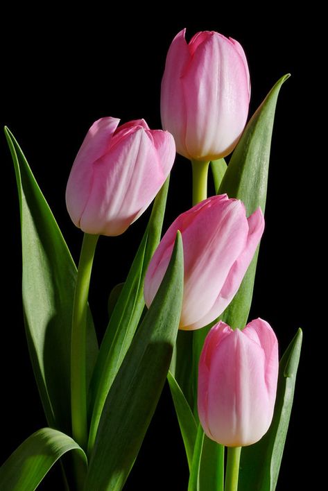 Tulip Painting, Flower Close Up, Different Types Of Flowers, Tulips Garden, The Secret Garden, Pink Tulips, Flowers Garden, Tulips Flowers, Exotic Flowers