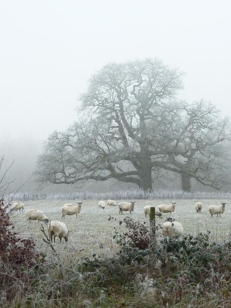 The Magic Faraway Tree, Faraway Tree, Have Inspiration, English Countryside, Winter Aesthetic, Country Life, Farm Life, Land Scape, A Tree