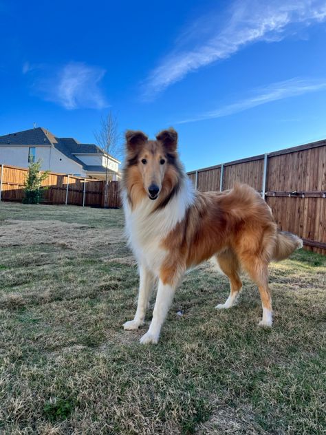 Young Sable Merle Rough Collie with Tipped Ears Rough Collie Dog, Rough Collie Puppy, Rough Collies, Collie Puppy, Collie Puppies, Rough Collie, Collie Dog, Inspiration Board, Christmas List