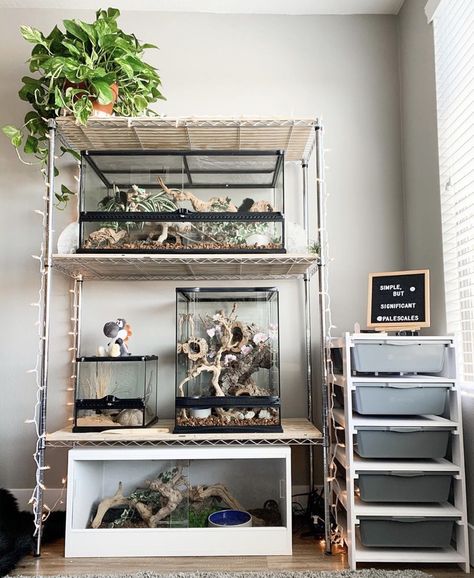 Reptile Room Decor, Snake Cages, Snake Terrarium, Snake Enclosure, Gecko Terrarium, Fish Tank Terrarium, Reptile Room, Reptile Tank, Pet Enclosure