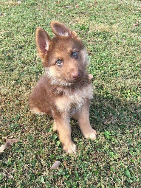 Liver German Shepherd Puppies, Blonde German Shepherd, Mix Dog Breeds, Cute Dog Mixes, German Shepherd Mix Puppies, Corgi German Shepherd, Baby German Shepherds, German Shepherd Puppies Training, Berger Malinois