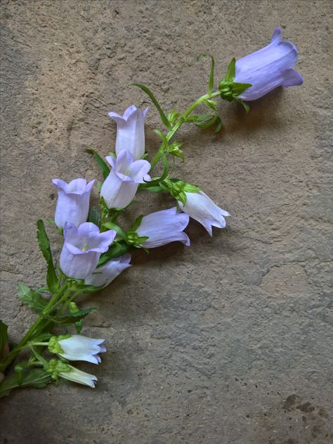 Lilac Campanula Campula Flower, Blue Campanula, Elmore Court, Flower Reference, Tattoo Zeichnungen, May Weddings, Wildflower Bouquet, Pretty Plants, Little Flowers