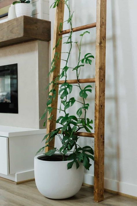 Rhaphidophora Tetrasperma plant on a wooden trellis Boho House Plants, Plant Decorations Indoor, Mini Monstera Trellis, Diy Trellis Ideas Indoor, Climbing Indoor Plants, Styling Plants Indoor, Indoor Trellis Ideas, Indoor Plant Trellis Ideas, Diy Plant Trellis Indoor