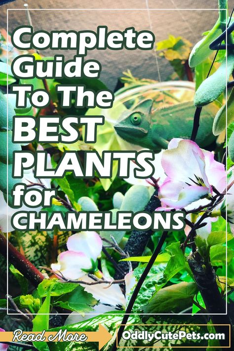 A review of the best plants for chameleons habitat and understanding of live vs fake plants. [Supply Details] Chameleon Habitat Ideas, Chameleon Vivarium, Chameleon Terrarium Ideas, Chameleon Safe Plants, Chameleon Enclosure Ideas, Chameleon Cage Setup Ideas, Diy Chameleon Enclosure, Bioactive Chameleon Enclosure, Veiled Chameleon Safe Plants