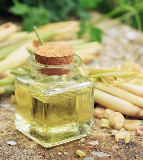 What Lemongrass Essential Oil Is Good For – 17 Amazing Benefits Lemongrass Essential Oil Benefits, Benefits Of Rice, Lemongrass Plant, How To Get Rid Of Gnats, Garlic Benefits, Lemongrass Oil, Essential Oil Benefits, Fruit Flies, Lemongrass Essential Oil