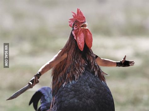 "ARE YOU NOT HEN-TERTAINED?!?!" Chicken Pictures, Are You Not Entertained, What Is A Bird, Crazy Funny Pictures, Chicken Humor, Funny Animal Jokes, Animal Jokes, Funny Animal Pictures, Animal Memes