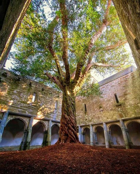 Home / Twitter Wand Woods, Best Of Ireland, Ireland Tours, Ireland Landscape, The Cloisters, Killarney, Tree Leaves, Ireland Travel, Beautiful Tree