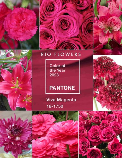 Magenta Pantone, 2023 Color Of The Year, Pantone Color Of The Year, 2023 Color, Viva Magenta, Floral Trends, Cat Flowers, Wedding Goals, Color Of The Year