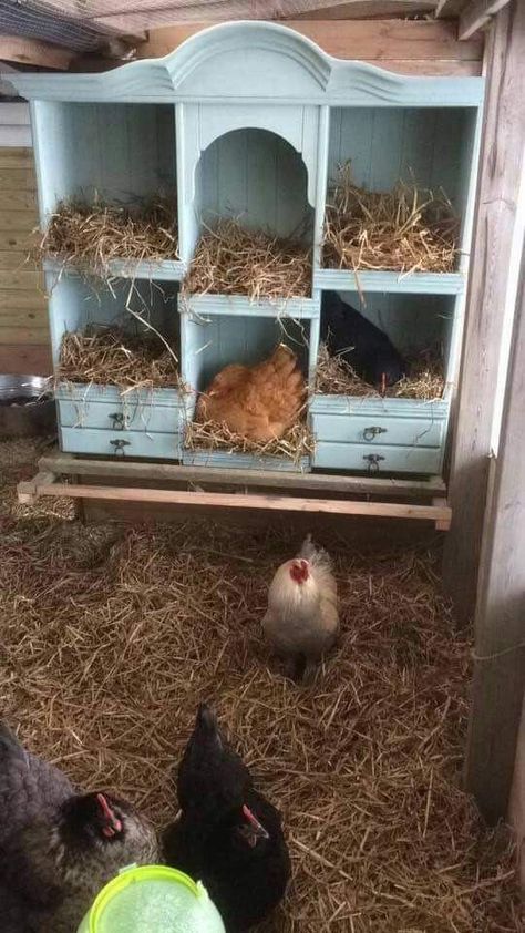 Furniture Chicken Coop, Cute Chicken Coops, Chicken Coop Garden, Chicken Coop Decor, Backyard Chicken Coop Plans, Chicken Pen, Chicken Nesting Boxes, Diy Chicken Coop Plans, Chicken Coop Run