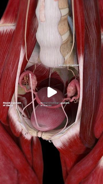 SciePro on Instagram: "🌸 Supporting the Uterus: Understanding Its Ligaments 🌸  The uterus is held in place by a complex network of ligaments, each playing a crucial role in providing stability and support.   The broad ligament, round ligament, uterosacral ligament, and cardinal ligament work together to maintain the uterus’s position within the pelvic cavity. These ligaments are vital for reproductive health and overall pelvic stability.   Explore the fascinating anatomy of the ligaments of the uterus.   #UterusAnatomy #ReproductiveHealth #MedicalEducation #science #meded #sciart #anatomy #3d #medstudent #medical #med #unity3d #3dmodel #FemaleAnatomy #womenshealth" Female Reproductive System Anatomy, Prolapsed Uterus, 3d Anatomy, Female Reproductive System, Unity 3d, Structure And Function, Female Anatomy, Med Student, Reproductive System