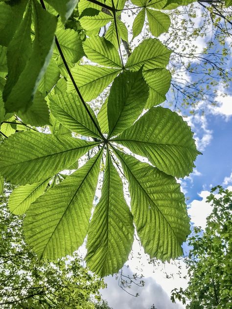 Chestnut Leaves, #Leaves, #Chestnut Cypress Leaves, Chestnut Leaf, Shakespeare Garden, Chestnut Tree, Chestnut Trees, Nature Tree, Deciduous Trees, Tree Free, Aesthetic Photography Nature