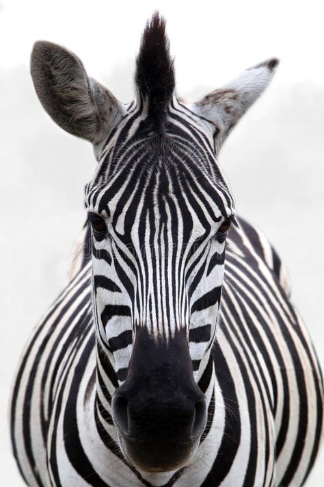 Zebra. Close-up of a zebra standing in the early morning mist #Sponsored , #Affiliate, #AD, #Close, #morning, #mist, #zebra Zebra Head, Morning Mist, Ap Art, Stock Photography Free, Zebras, Early Morning, Stripes Pattern, Boho Decor, Close Up