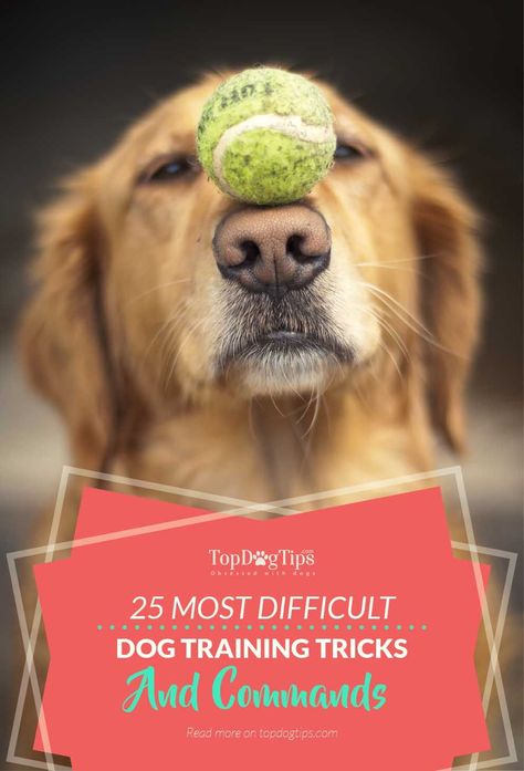 25 Hardest Tricks & Commands to Train Dogs (from easiest to hardest). Dogs are a good provider of joy and companionship. This is especially true if you teach them a lot of tricks and commands. Whether you teach your dog to sit, roll over or catch a ball, any trick will surely bring a smile to your face every time you see your pet perform a trick that you taught him. But some tricks are easier to train than others. #dogs #pets #training #dogtraining #tricks Dog Tricks List, Dog Training Tricks, American Alsatian, Train Dogs, Doodle Girl, Dog Minding, Maggie Mae, Dog Tricks, Easiest Dogs To Train