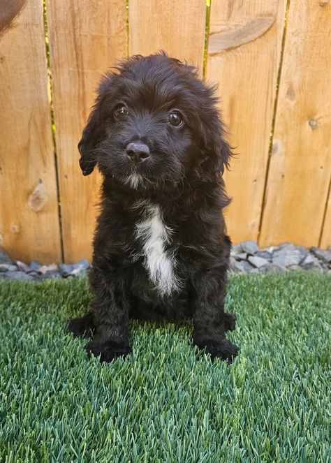 Black & White Female | Available Litters Yorkie Poo Puppies, Poodle Mix Puppies, Puppies Black, Mini Poodle, Doodle Puppies, Doodle Puppy, Mini Poodles, Yorkie Poo, Jack Russel