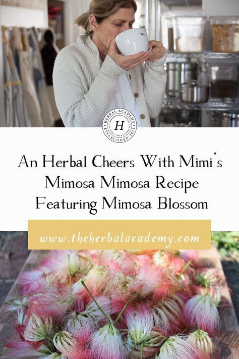 An Herbal Cheers with Mimi’s Mimosa Mimosa Recipe featuring Mimosa Blossom | Herbal Academy | This Herbalist Day, Mimi Hernandez, RH(AHG) shares with us a celebratory cheer with her sparkling Mimi’s Mimosa Mimosa recipe! Mimosa Tincture Recipe, Mimosa Tincture, Mimosa Blossom, How To Make Mimosas, Mimosa Plant, Herbal Preparations, Mimosa Drink, Pink Fireworks, Tea Blends Recipes